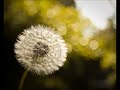 Dandelion Video preview