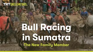 Bull Racing in Sumatra | The New Family Member