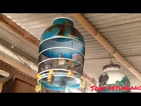 suara burung perkutut