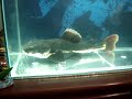 Video de Pirarara gigante carinhosa! red tail catfish - aquarismo jumbo