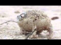 Desert Rain Frog For Sale Uk