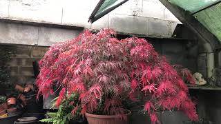 Arce Palmatum Atropurpureum