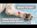 Treating Open Wounds on Your Dog - PET | TAO Holistic Pet Products