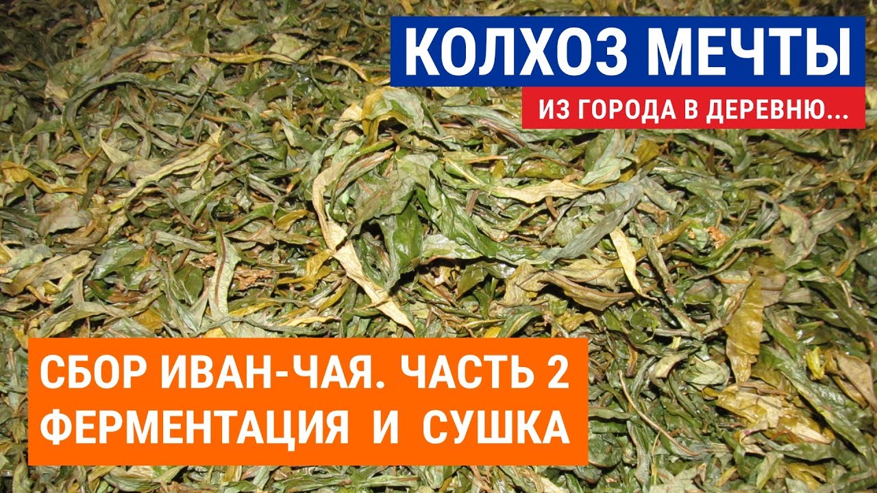Правильная ферментация иван чая в домашних условиях Правильная ферментация иван чая в домашних условиях