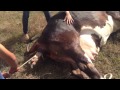 El Parto De Una Vaca A Cow Giving Birth images El Parto De Una Vaca A Cow Giving Birth