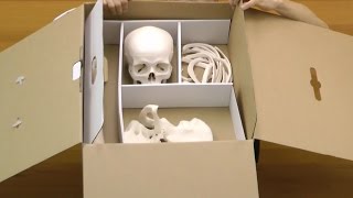 骨格分離モデル（半身）：動画