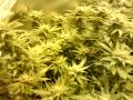 uk cheese grow (start of flower week 7)