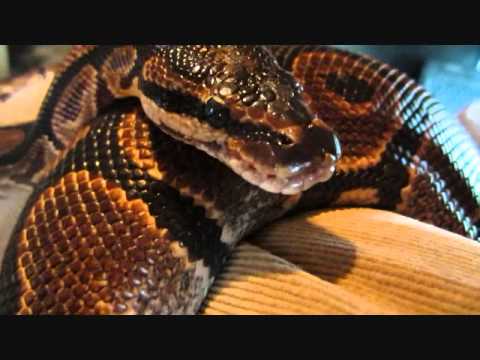 snakes alive if only heu002639d been seeing double worldnews big lots swimming pools 480x360 0 Big Lots Swimming Pools