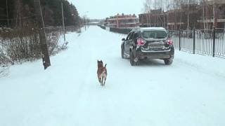 Тактика применения собаки