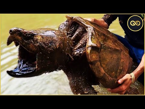 ️🏆️CẠP VỠ BÊ TÔNG & 4 Bộ Hàm Sở Hữu Lực Cắn Mạnh Kinh Hồn Trong Thế Giới Động Vật | KGH New