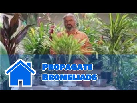 Gardening Help : How to Propagate Bromeliads Bromeliads Are A Popular Type Of House Plant That Is Part Of The Pineapple Family Learn How To...