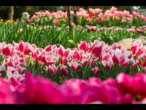 Tulips make wonderful additions in spring gardens - WorldNews