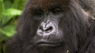 Silverback Showing Off To The Female Mountain Gorilla Bbc Earth