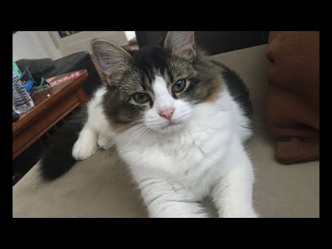 [Live] MY NAME JASON - Making Skate Skate!!
