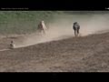 Khargosh ka Shikar / Greyhound Dog Racing Vs Rabbit