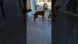 Pit Bull Com Sequelas Da Cinomose