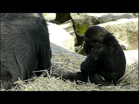 2011年4月7日の上野動物園のゴリラの母子。Mom and cute baby gorilla．＃01