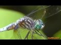 Summer Collage with Butterflies Dragonflies and friendly Spiders ~ Fix "yt:stretch=16:9"