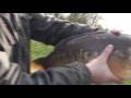 Mirror carp caught on the Surman lake oxfordshire