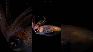Opalescent Squid Have The Most Beautiful Eyes