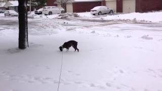 Our Boxer In The First Snow.