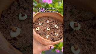 Grow Clove Plants In Garlic Slices From Scratch