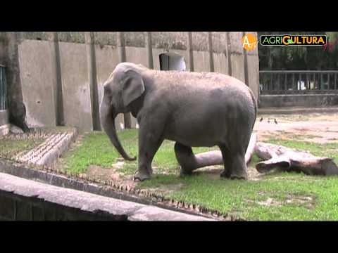 Download repliche zoo di 105