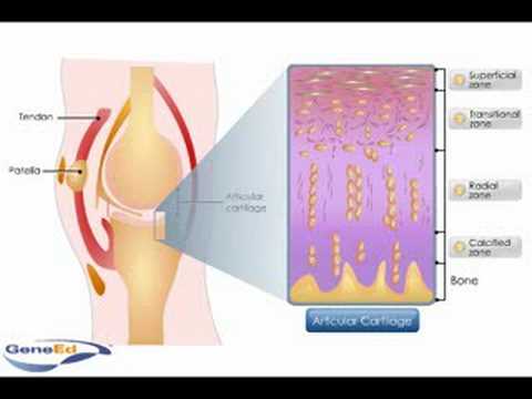 articular cartilage function