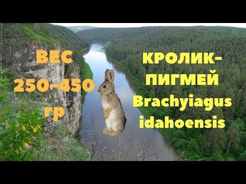 Самые маленькие кролики в мире/Айдахский кролик/ Пигмей/Polich Самые маленькие кролики в мире/Айдахский кролик/ Пигмей/Polich