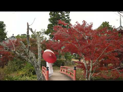 京都 大覚寺 紅葉(4K) カエデ・エリシア京都 caede|L’ELISIR KYOTO[Daikakuji, Kyoto Red Leaves]