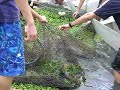 Video de Pescando pirarucu