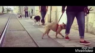 Vivre en ville avec son chien