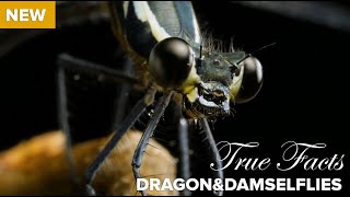 True Facts : Carnivorous Dragonflies