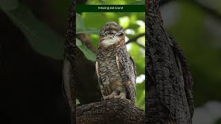 Amazing Owl Sound