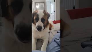 Moose The Destroyer
