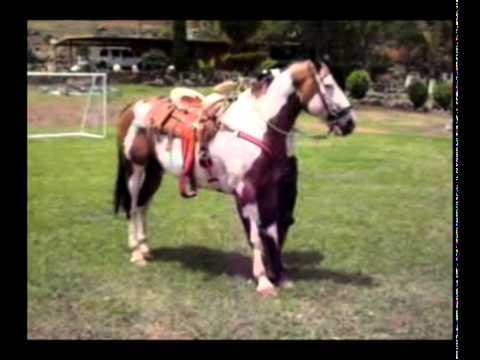 ESCUELA BAILE PINTO escuela baile pinto: