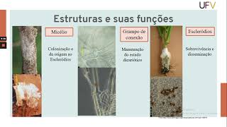 Sclerotium Rolfsii - Iolanda Alves