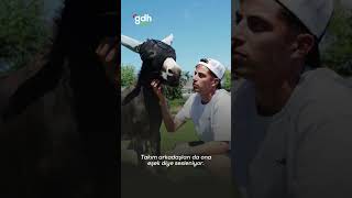Havertzin Eşek Sevgisi Ve Şeker Bağımlılığı