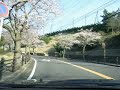 Sakurayama (05/04/2012) - Cherry Blossom Hill in Japan (60% bloom)