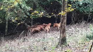 Caccia Al Cinghiale Addestramento Cuccioloni Colle Sorvo .Segugimaremmanidicollesorvo