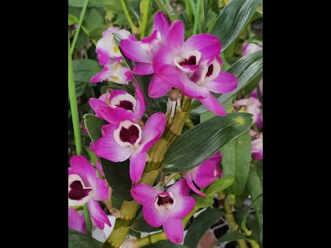 Dendro xuân đang nụ , đang hoa tại Vườn Lan Berry