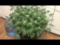 Cannabis