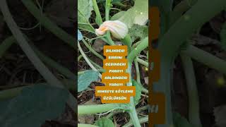 Anlamlı Sözler Mevlana Sözleri
