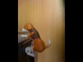 Anjing Mesum images Anjing Mesum
