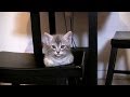 Adorable Baby Kittens, Day 42. Cutest Video Ever!