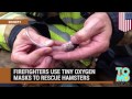 Firefighters use tiny oxygen masks to rescue hamsters in Olympia, Washington