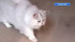 Funny Cat Videos #123