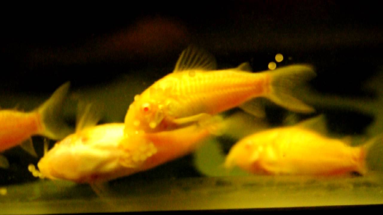 pictures of cory fish
