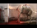camel qurbani