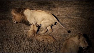 Male Lion Badly Injured in Another Fight! (Red Road Male)
